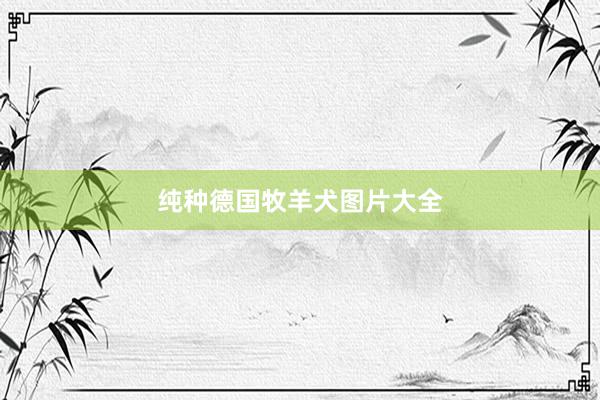纯种德国牧羊犬图片大全