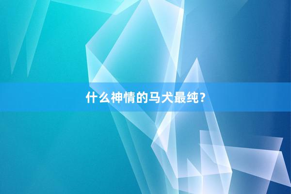 什么神情的马犬最纯?
